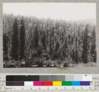 Redwood Region. Albion River Basin. Looking over part of the Comptche fire area of 1931, east of Comptche. Looking south from about Sec. 19, T16N, R15W. 6-22-42, E.F