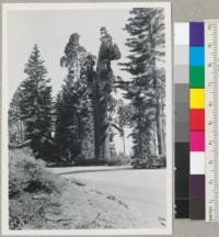 Sequoia gigantea on General's Highway near General Grant Park. 5-14-47. E.F