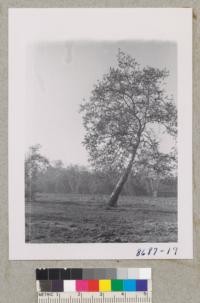 Plantanus Racemosa, California Sycamores at Irvine Park, Orange County. Leafing out. Metcalf. March 1953