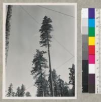 Redwood Region. A high climber in process of topping a Douglas fir spar tree. Holmes Eureka's Grizzly Creek operation. 8-23-50. E.F