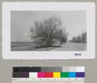 Palo Verde Tree. A good Parkinsonia acculeata on State Highway 99 south of Bakersfield. May 1952. Metcalf