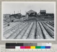 Douglas fir region. Second-growth mill; Eugene Lumber Company, Eugene, Oregon. Smallest logs 8-12" at top end. Producing #4 common and better and structurals. #2 and #3 logs $18.00 at pond. Timber 50-80 years old. Circular head rig, 2 - 44" saws. This mill in business about 20 years on small timber. See also 7329-7332. Sept. 9, 1945 E. F