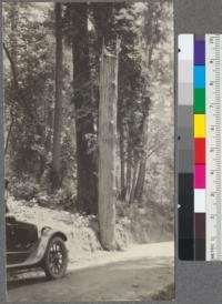 The top of a large redwood tree broken off by storm and stuck upside down and upright in the soil beside the road. Mendocino-Ukiah Road, California. May, 1920. E.F