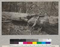 Redwood Utilization Study. First break on tree #1033. E. F. September 15, 1928