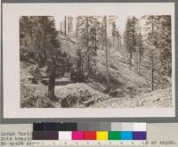 Large Yarding Engine, Clio, California. Note bracing against stump, and grading. No spark arrester. Logs taken by roader down gulch at right