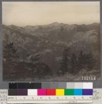 Ward Peak, 8865', showing scarcity of timber on S.E. slope. Timber is in pockets and belts. In left foreground a group of Jeffrey pine at 7000' in Red fir type