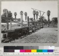 Stock corral fence at James Mills Orchard Company near Hamilton City, California. Fence posts of several woods treated with chemonite by Boucherie process in about 1930. West line, looking north. 8-9-41. E.F