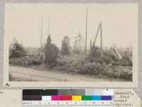 Blow down of timber ten miles from Lake Quinault, Washington, on Aberdeen-Quinault highway. Note small hemlock in center, formerly a suppressed tree and fir and hemlock seedlings in foreground