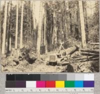 Redwood Region. Tractor logging by Hammond east of Carlotta. Note trees left. 7-13-36. E.F