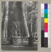 Redwood. "Flatiron" tree (#1673). Bull Creek Flat near Dyerville, Humboldt County, California. 6-12-40, E.F