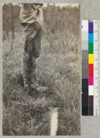 An 8 year old longleaf pine seedling on the Hardtner forest, near Urania, La. The last fire occurred March 18, 1929. E.F. April, 1929