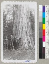 The Kern tree at Whitaker's Forest, November 1945, with Clyde Williams, Henry Schacht and McCall Smith. Metcalf