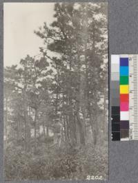 Influence of site on Bishop pine. A 38 - 40 year old stand on dry shallow soil along ridge at about 1000 feet elevation. W. Met. Sept. 1922