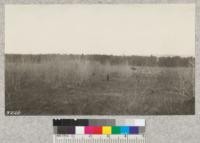 Higgins Lake State Forest with aspen in foreground underplanted with white pine. Sod area in background ploughed and planted to Red and Jack pines. Mich. May 1924