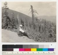 Dr. Willis Linn Jepson placing plant collections in his plant press before they wilt. On Quincy-Oroville Road, about .5 mile from road to Spanish Peak lookout station. Near Meadow Valley, Plumas County, California. 7-31-39. E. F