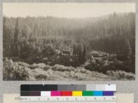 Looking across the south fork of Eel River from Redwood Highway to the Perrott tract, opposite Perrott Memorial Grove. Note dense reproduction, mostly of Douglas fir. July 1928, E.F