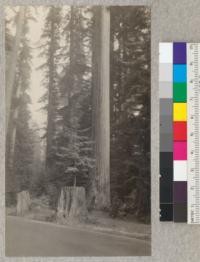 Redwood. A seedling atop a stump, 1/2 mile south of Pepperwood on Redwood Highway. E. Fritz, October 1929