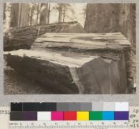 Tree no. 1508. Richardson Grove. Cut April 10, 1934. Diameter at breast height 66"; height 270'; age at 10' up, 839 years, and at 240' up, 423 years. Very straight grain. Center infected with white stringy rot. Sample to Dr. Bonar. April, 1934. E.F