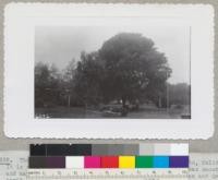 The original Modesto Ash tree in the park in Modesto, California. It is supposed to be a sport of Fraxinus velutina but has smooth leaves and may be a male tree of some other species. Jungerman and Grah. April 1942. Metcalf