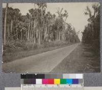 Mixed Longleaf Pine and Palmetto along a long brick paved highway near Deland, Florida. D.T. Mason '19