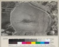 A redwood (#1547) felled from an eroding bank 100 yards above mouth of Canoe Creek and on East bank of Eel River. Tree had been leaning. Stump shows past burial. 280 years old. 7 1/2' diameter on long axis. See also #5786 and #5788. Oct. 1934. E.F