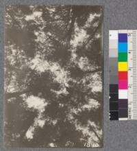 Secondgrowth Redwood Yield Study. Fort Ross - plot #1. View of crowns of a 55 year old stand of Douglas fir - 27 thousand board feet per acre. Oct. 1922