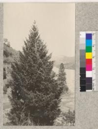 Young Douglas fir bearing a good crop of cones with the gravelly outwash from LaGrange Hydraulic Mine in the background. Trinity County, California. 1925