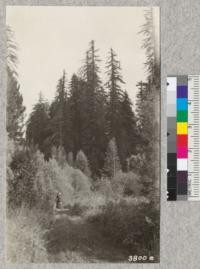 Redwoods in youth and old age. Young sprout growth coming up on logged area adjacent to the Hendy Grove, near Philo, on the Navarro River. April, 1926