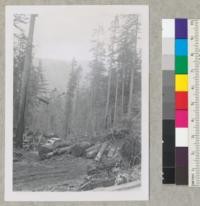 Redwood Region. A "dead" landing on Bear Creek (Pacific Lumber Company) showing a good "leave" of trees for future growth. E.F. 8/27/53