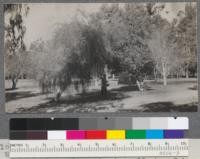 Plot B. Left to right: weeping Acacia cyanophylla, Acacia melanoxylon, showing effects of drouth in the brown leaves on south side of crown, Celtis occidentalis in right background. Jan. 1918