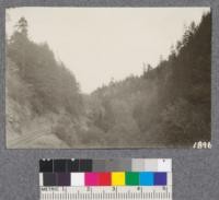 Secondgrowth Redwood Yield Study. View of secondgrowth on Greenwood Creek, near Greenwood plot #1. Oct. 1922