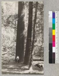 Redwood Utilization Study. The form of redwood. A 7 foot tree on the banks of Brush Creek near Weott, California. Note the freedom from butt swell, and note also the type of bark, very narrowly ridged and averaging rather thin. Possibly silt has been deposited around the base of the tree hiding the swell. E.F. July, 1928