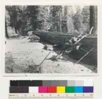 Redwood region. A 7-foot tree felled by split products maker across road near South Fork Humboldt County, California. Photos 7187-7190 show use of chunks to make a "bed", creating an even and softer landing and reducing breakage in merchantable portion of trunk. Shows also use of drag saw for bucking. Stump in distance. E.F. Oct 10, 1942