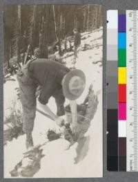 Snoqualmie National Forest. Planting seedlings under difficulties. September 1918. Buck Creek Basin