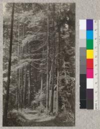 Second Growth Redwood Cutting Experiment, Project 688. Freshwater Creek, Humboldt County, California. Showing character of young redwood trees from which some of the sample trees were cut for saw logs. E. Fritz. June, 1923