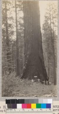 The Hart Tree in Redwood Canyon is said to be about equal to the General Sherman tree in size. It took 15 adults to span it around the base. Metcalf