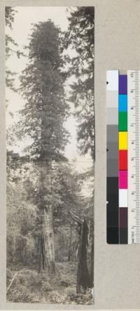 Tree on Jager Ranch in Sec. 14 at head of Bear Creek. T1S, R1E. Diameter at breast height 14'2", height 220'. Hollow in base about 12' x 16'. Circumference at ground line 76'. July 14, 1935. E.F