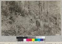 Peters, Kotok and Davis at 1925 planting site of Glen Blair Lumber Company, Mendocino County. Metcalf. 1926