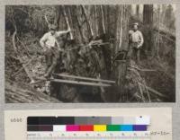 Redwood Utilization Study. Two of the choppers who aided in cutting down the experimental plot. To the right, Harry Barnes. To the left, Leo Foster, his brother-in-law. The view shows tree #803 and wedges driven in the backcut. See also #4647. The small tree to the right was cut almost through, but refused to fall because it was held by the branches of the larger tree. E.F. August, 1928