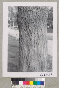 Trunk of Ginkgo Biloba at Civic Center, Alhambra. 26 inches diameter at breast height. Metcalf. March 1953