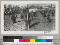 Monterey Pines in the Sohleth Plantation, Sprauer Road near Petaluma. Planted April 1953. Some were over 8 feet tall September 1954 and nearly 200 were sold at Christmas 1954. Photo, July 1954