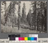 Controlled burning experiment, Weed Lumber Company, August, 1920. Most of the hardwood brush killed but unremoved