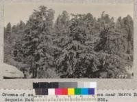 Crowns of sugar pines with mature cones near Moro Rock, Sequoia National Park. September 1932. Metcalf