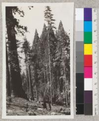 Reproduction of sequoia gigantea in group farthest south near California Hot Springs. Tissot