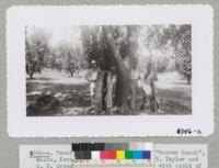 Twenty-three year old tree at "Hoover Ranch", Wasco, Kern County, with Phelps, V. H. Taylor and G. D. Greenan. Cork came off easily with yield of 71 lbs. 34 lbs. per year. There are 6 other trees of the same age which are available for stripping at a later date. 1943. Metcalf