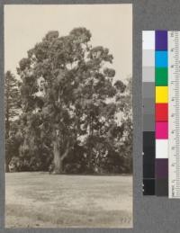 A fine specimen of Eucalyptus viminalis on the campus, Berkeley. August, 1920. E.F