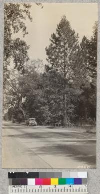 View of the Coyt [Coit] property plot E along the west side of the State Highway below the crossing of Ritchie Creek, Napa County. This is a very desirable site for an auto camp