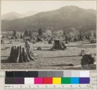 Stump field on flat along Eel River, and between Scotia and steel bridge south of Scotia. Stumps being removed 1935. See also 5796-7. Timber was out in 1890's or early 1900's. Field has been used for pasturage and is to be converted to alfalfa. March 1935. E.F