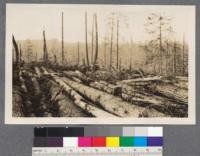 One setting of the lines. On this operation where the logs are so thick and the ground level, only a narrow strip is taken at a time reaching as far as the choker will go on either side. In the large timber where the logs are scattered and the ground is rough, a much larger area is covered at one setting