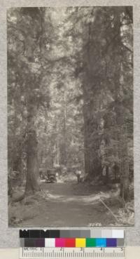 Along road near Govt. Soda Springs. Douglas Fir to right is 114 inches and 270 ft. high. Columbia National Forest. Washington